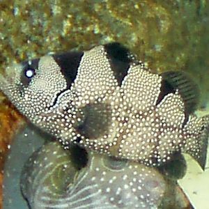 Clown Leaflip Grouper (Pogonoperca punctata)