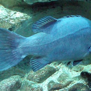 Wreckfish (Polyprion americanum)