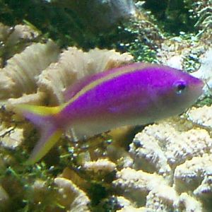 Yellow-backed Anthias (Pseudanthias evansi)