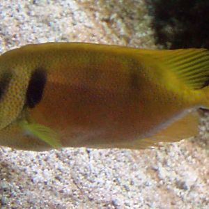 Coral Rabbitfish (Siganus corallinus)