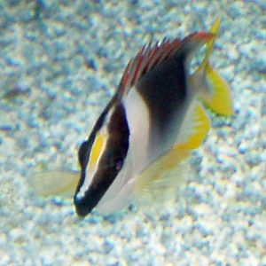 Magnificent Rabbitfish (Siganus magnificus)