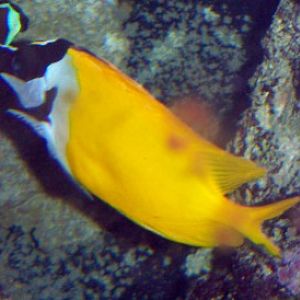 Fox-faced Rabbitfish (Siganus vulpinus)