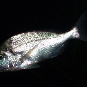 Gilthead Seabream (Sparus auratus)