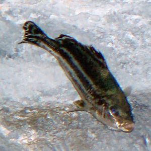 Large-scaled Banded Grunter (Terapon theraps)