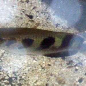 Seven-spotted Archerfish (Toxotes chatareus)