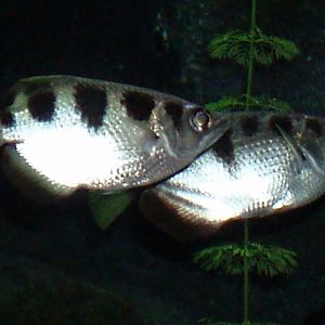Banded Archerfish (Toxotes jaculatrix)