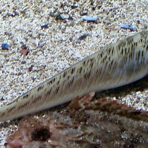 Greater Weever (Trachinus draco)