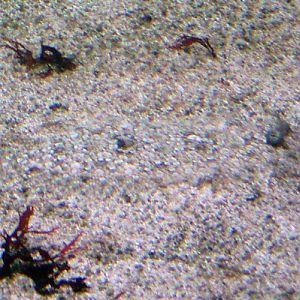 Leopard Flounder (Bothus pantherinus)