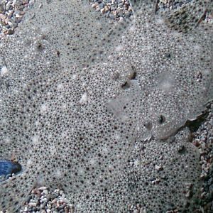 Turbot (Psetta maxima)