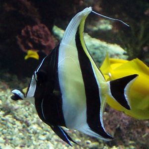 Moorish Idol (Zanclus cornutus)