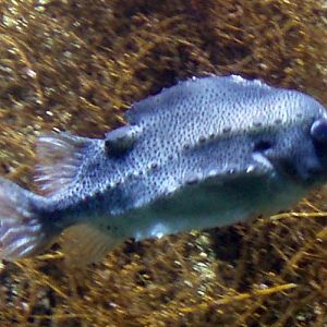 Lumpsucker (Cyclopterus lumpus)