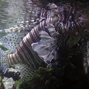 Red Lionfish (Pterois volitans)