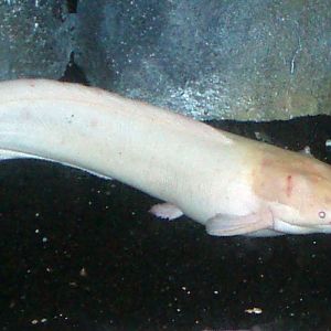 Walking Catfish (Clarias batrachus)