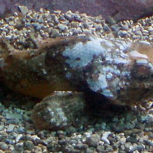 Mushroom Scorpionfish (Scorpaena inermis)