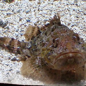 Red Scorpionfish (Scorpaena scrofa)