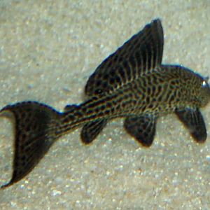 Suckermouth Catfish (Hypostomus plecostomus)