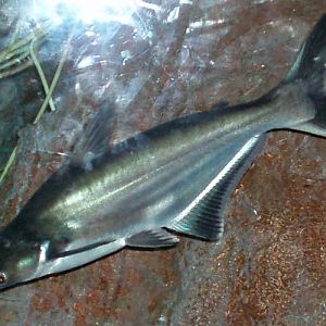 Iridescent Shark (Pangasius hypophthalmus)