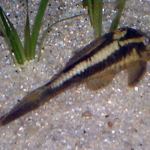 Striped Raphael Catfish (Platydoras costatus)