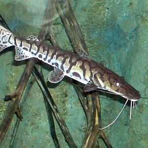 Tiger Shovel-nosed Catfish (Pseudoplatystoma tigrinum)