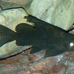 Feather-fin Catfish (Synodontis eupterus)