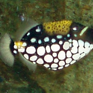 Clown Triggerfish (Balistoides conspicillum)