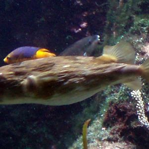 Long-spined Porcupinefish (Diodon holocanthus)