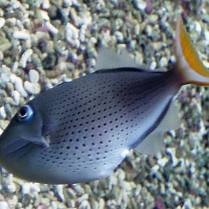 Striped Triggerfish (Xanthichthys lineopunctatus)