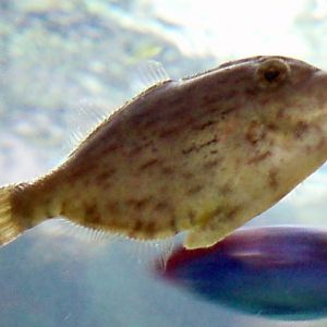Bristle-tailed Filefish (Acreichthys tomentosus)
