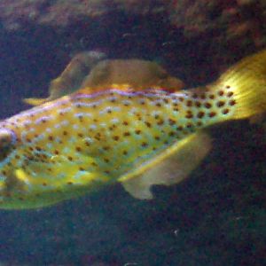 Scrawled Filefish (Aluterus scriptus)