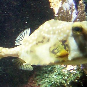 Buffalo Trunkfish (Lactophrys trigonus)