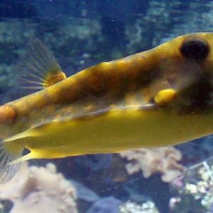 Long-horned Cowfish (Lactoria cornuta)