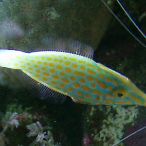 Wickled Filefish (Oxymonocanthus longirostris)