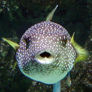 White-spotted Puffer (Arothron hispidus)