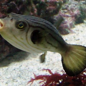 Striped Puffer (Arothron manilensis)