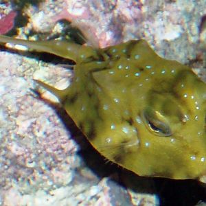 Long-horned Cowfish (Lactoria cornuta)