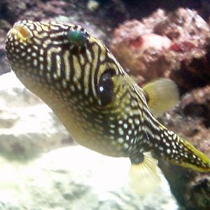 Map Puffer (Arothron mappa)