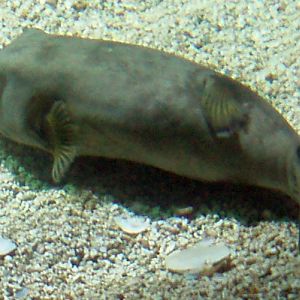 Black-spotted Puffer (Arothron nigropunctatus)