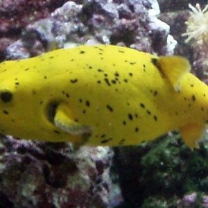 Black-spotted Puffer (Arothron nigropunctatus)