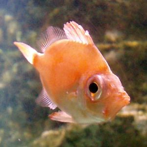 Boar Fish (Capros aper)