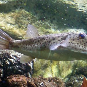 Checkered Puffer (Sphoeroides testudineus)
