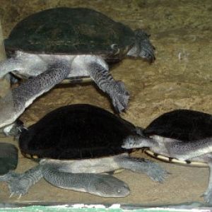 Eastern Long-necked Turtles (Chelodina longicollis)