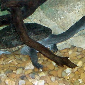 Parker's Snake-headed Turtle (Chelodina parkeri)