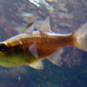 Marine tropical fish for ID