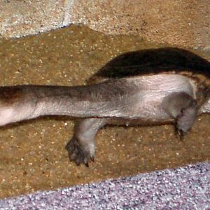 Siebenrock's Snake-necked Turtle (Chelodina siebenrocki)