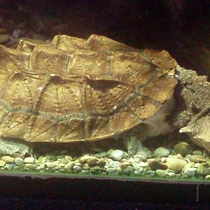 Matamata (Chelys fimbriata)