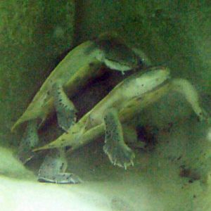 Hilaire's Side-necked Turtle (Phrynops hilarii)