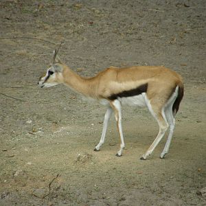 thompsons gazelle