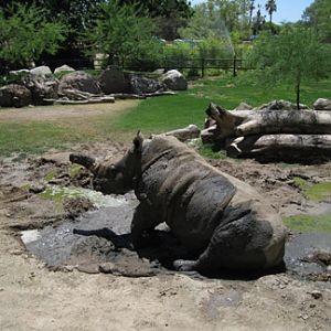 muddy rhino