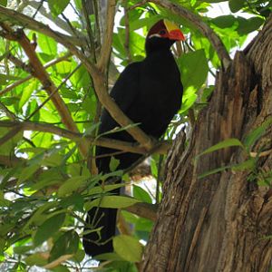 violaceous turaco