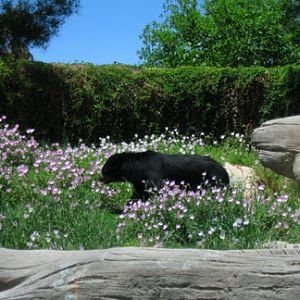 spectacled bear walking through flowers